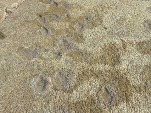 Tracks of small theropod dinosaurs on the island of Vrsar.