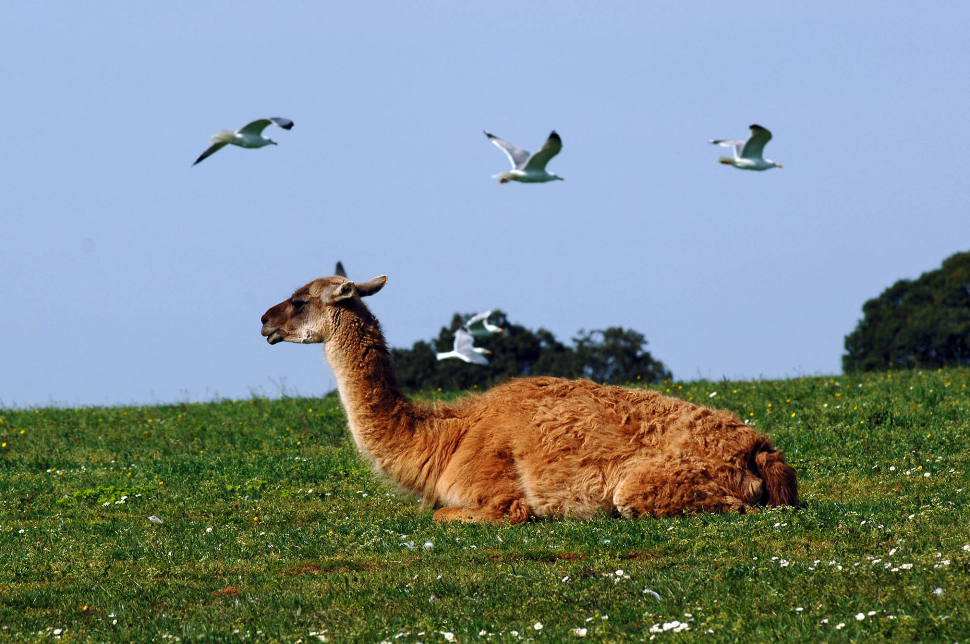 safari park croatia