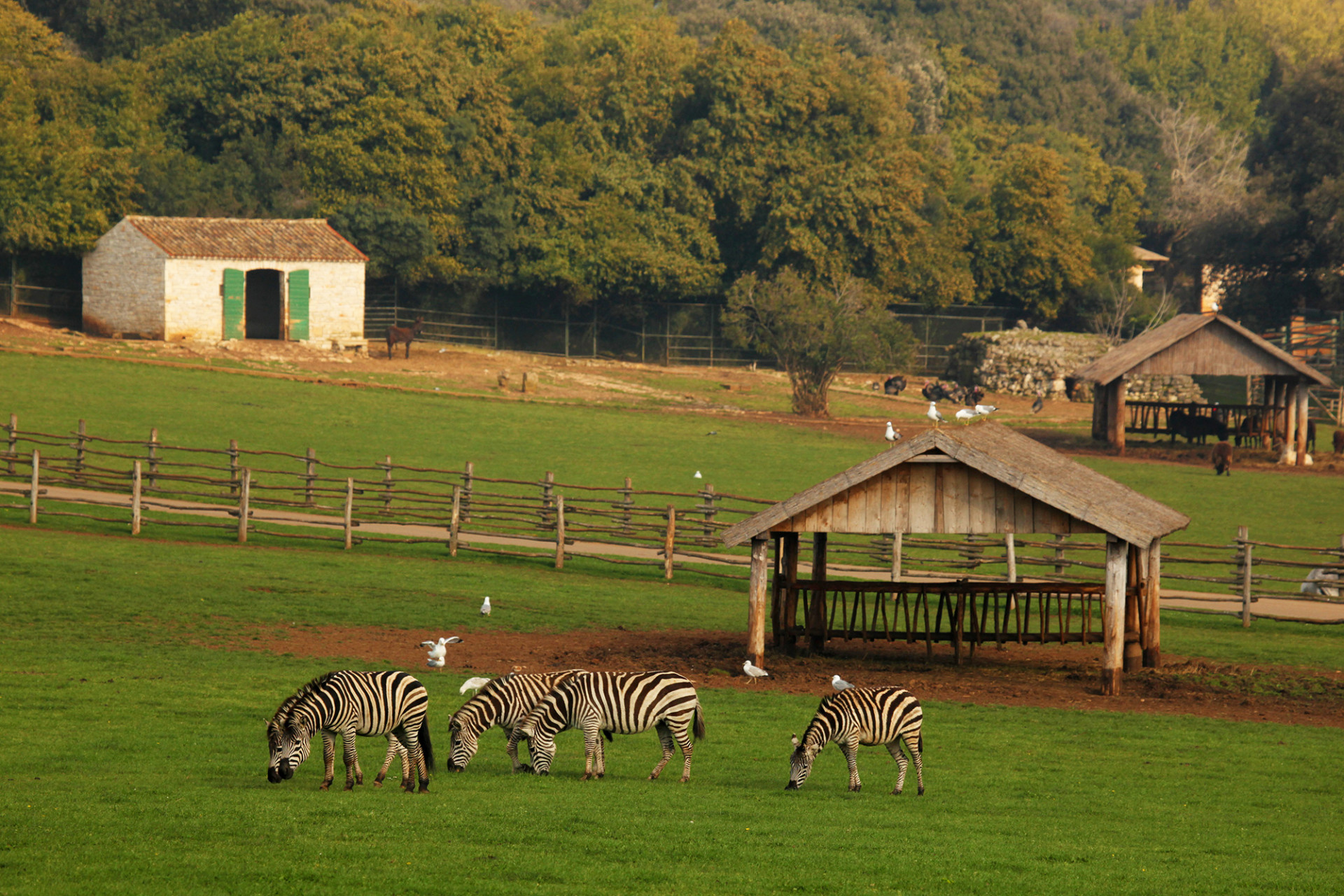 safari park brijuni informacje