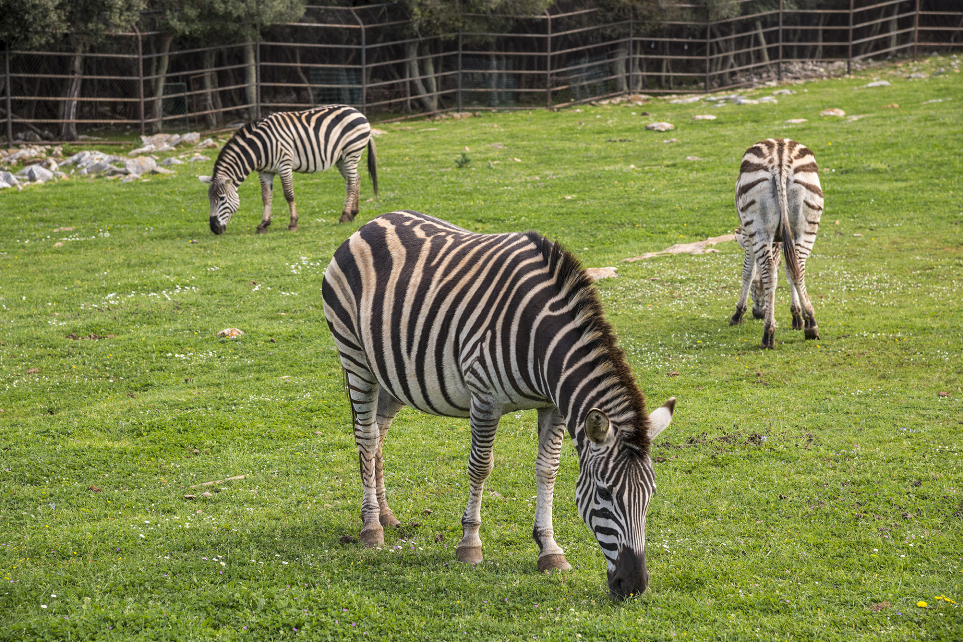 safari park brijuni