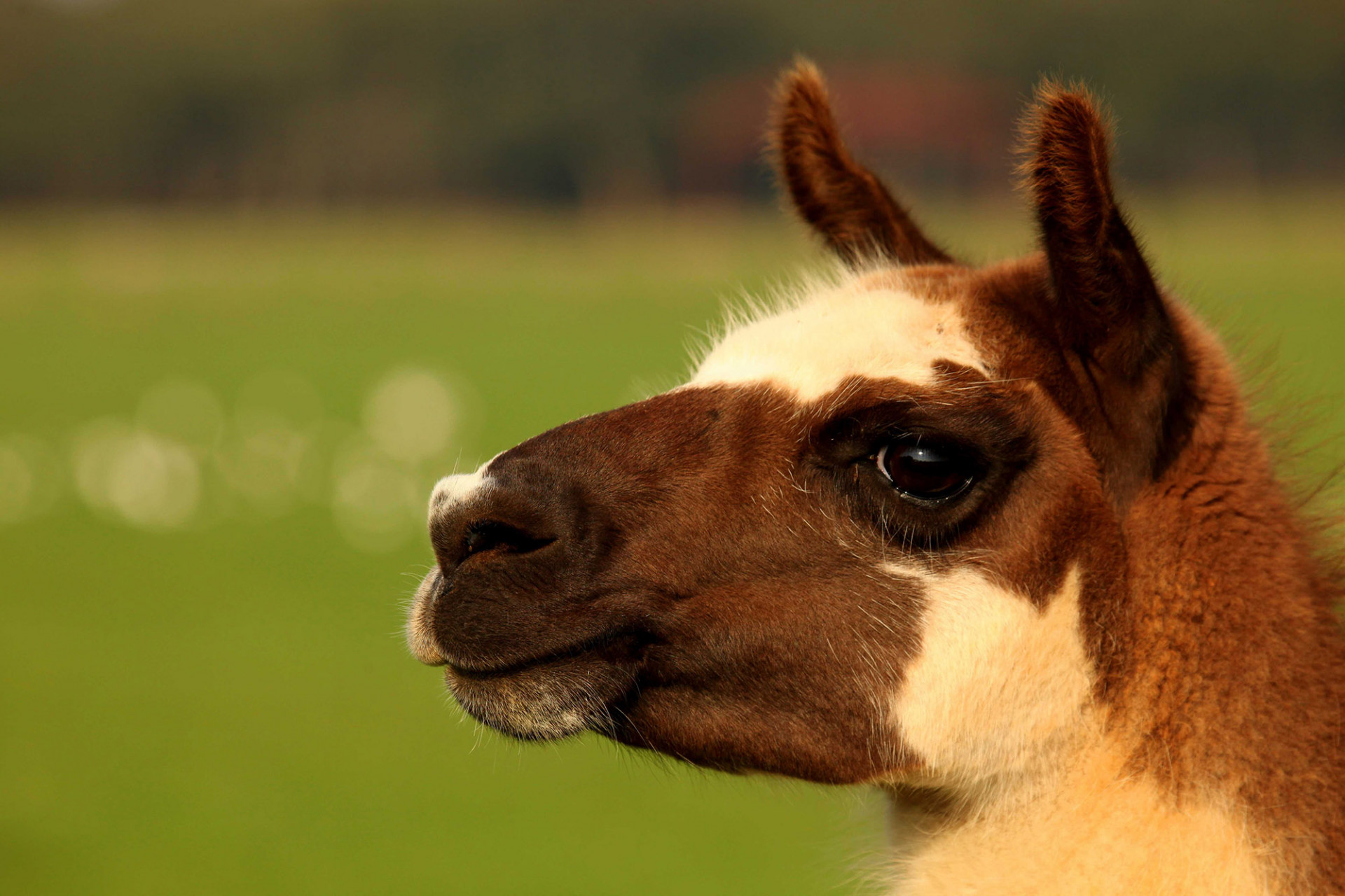 Llama web stranica za upoznavanje